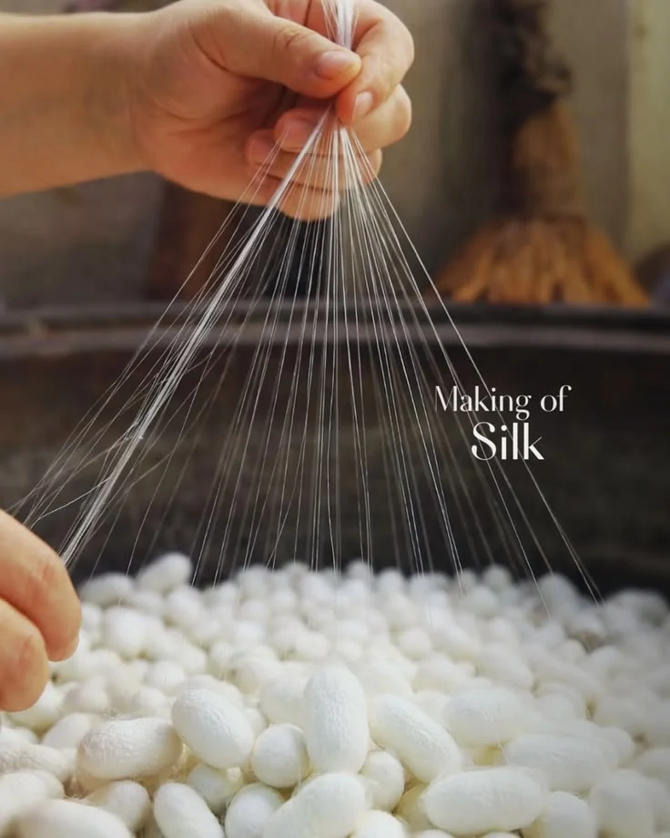A closer look at silk-making threads and silkworm cocoons